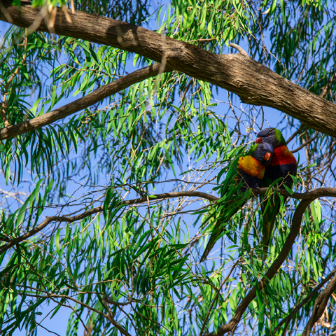 Animals; parrots; birds