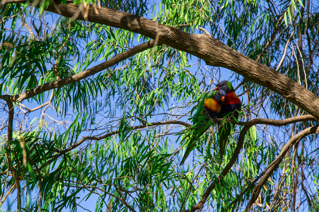 Animals; parrots; birds